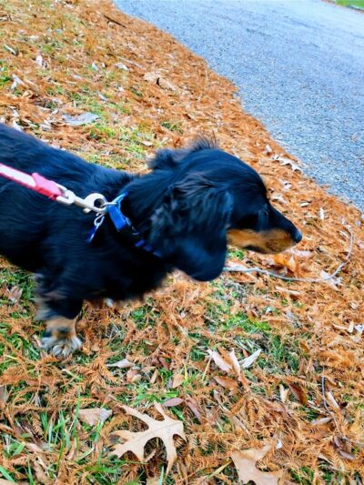 Pavilion 12 - Mt Pleasant, PA