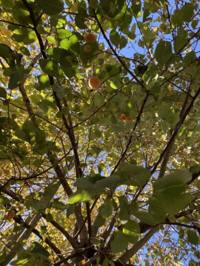 Sand Hill Berries - Mt Pleasant, PA