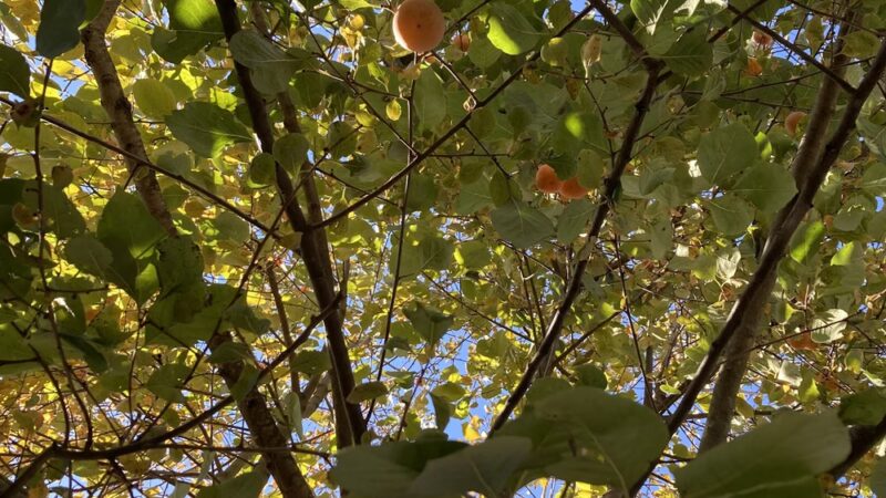 Sand Hill Berries - Mt Pleasant, PA