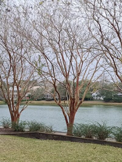 Avant Garden Park - Mt Pleasant, SC