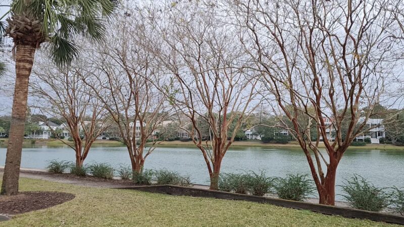 Avant Garden Park - Mt Pleasant, SC