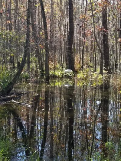 Carolina Park Soccer Fields - Mt Pleasant, SC