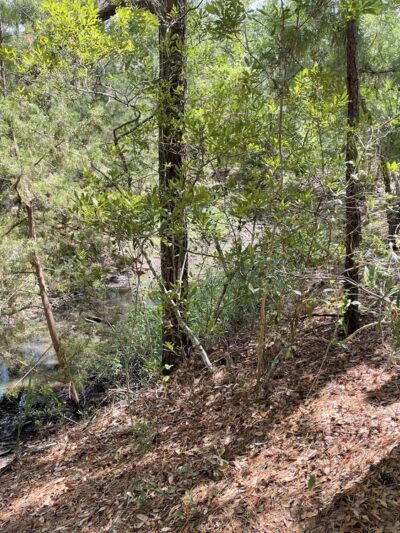 Fort Palmetto Park - Mt Pleasant, SC