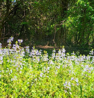 Hamlin Park - Mt Pleasant, SC