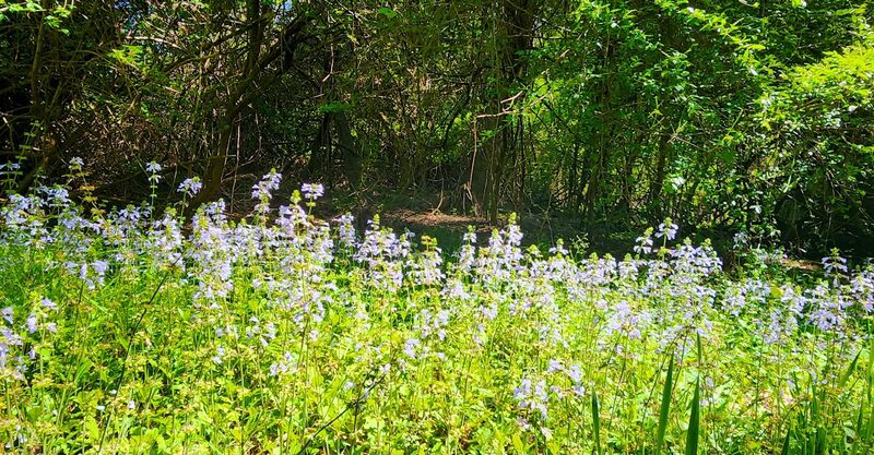 Hamlin Park - Mt Pleasant, SC
