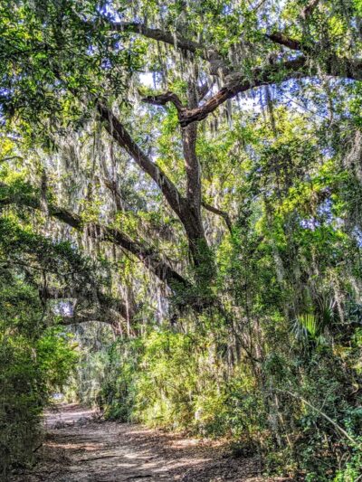 Kearns Park Trail - Mt Pleasant, SC