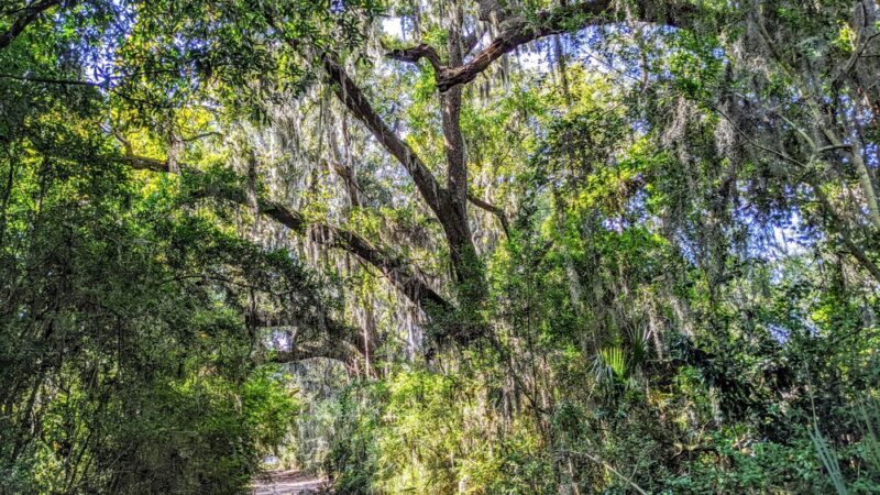 Kearns Park Trail - Mt Pleasant, SC
