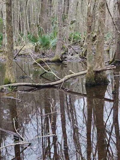 Laurel Hill County Park - Mt Pleasant, SC