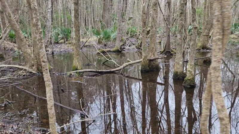 Laurel Hill County Park - Mt Pleasant, SC