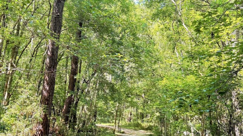 Laurel Hill County Park - Mt Pleasant, SC