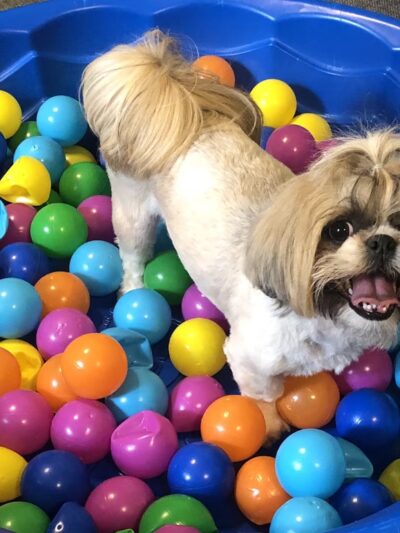 Little Dogs Club and Lollipaws - Mt Pleasant, SC