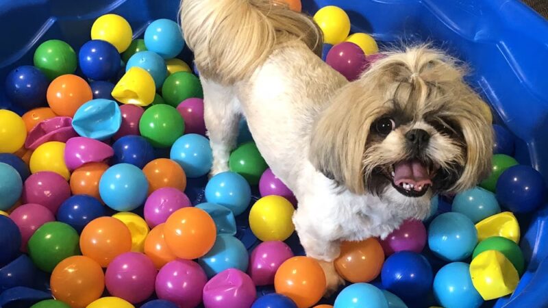 Little Dogs Club and Lollipaws - Mt Pleasant, SC