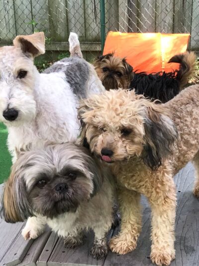 Little Dogs Club and Lollipaws - Mt Pleasant, SC
