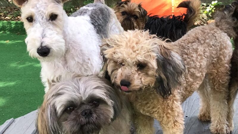 Little Dogs Club and Lollipaws - Mt Pleasant, SC