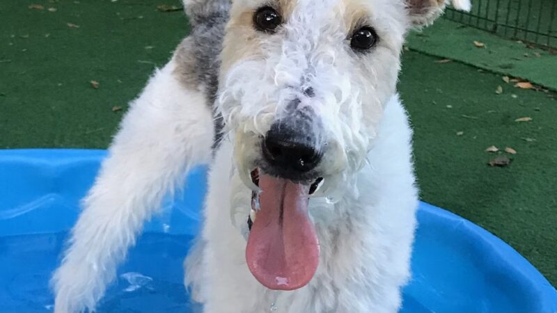 Little Dogs Club and Lollipaws - Mt Pleasant, SC