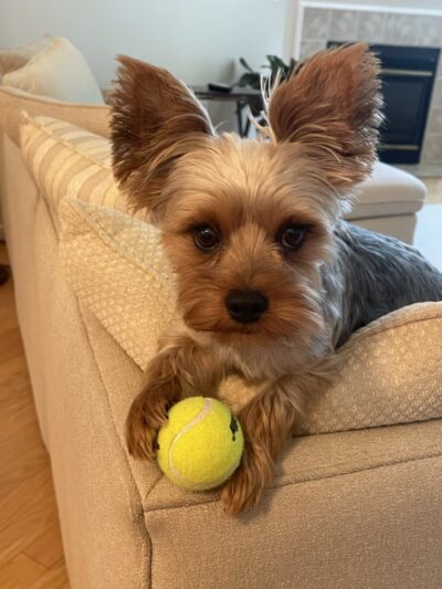 Little Dogs Club and Lollipaws - Mt Pleasant, SC
