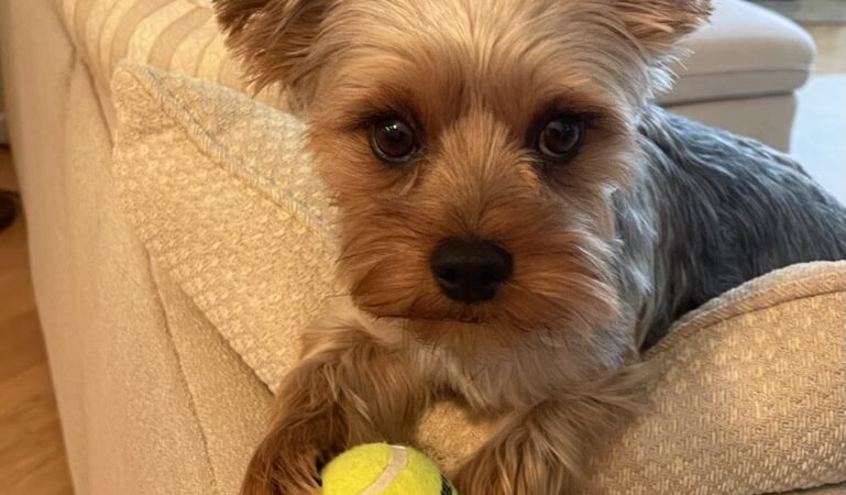 Little Dogs Club and Lollipaws - Mt Pleasant, SC