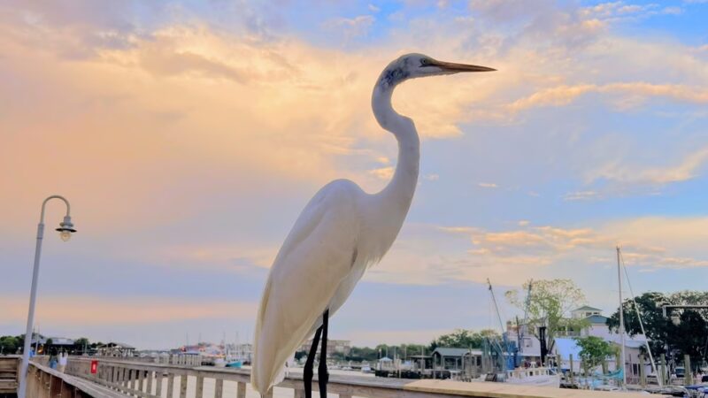 Shem Creek Boardwalk - Mt Pleasant, SC