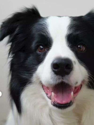 Dog Play Day Care - Mt Prospect, IL