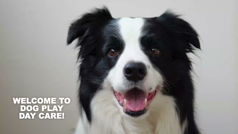 Dog Play Day Care - Mt Prospect, IL