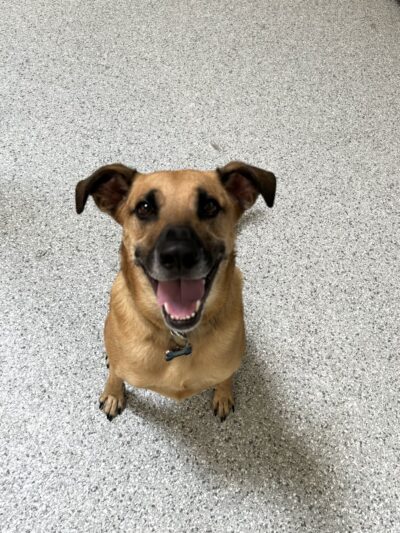 Dog Play Day Care - Mt Prospect, IL