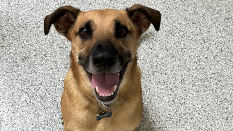 Dog Play Day Care - Mt Prospect, IL