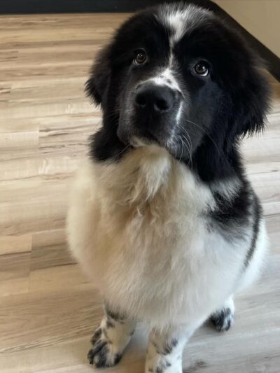 Dog Play Day Care - Mt Prospect, IL