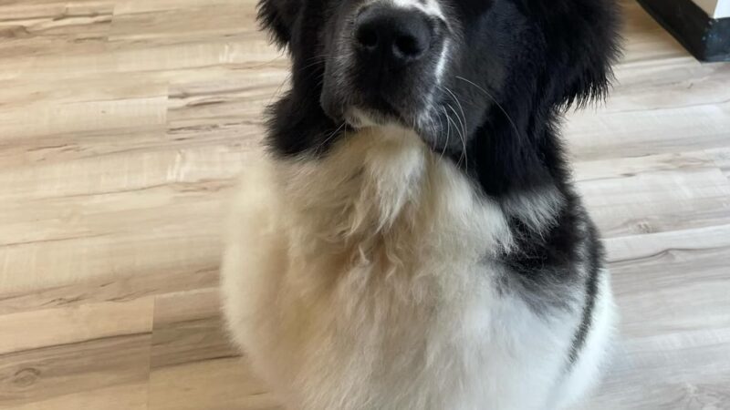 Dog Play Day Care - Mt Prospect, IL