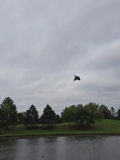 Robert T Jackson Clearwater Park - Mt Prospect, IL
