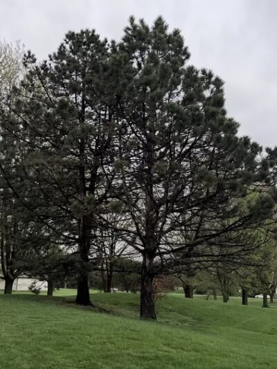 Sycamore Trails Park - Mt Prospect, IL