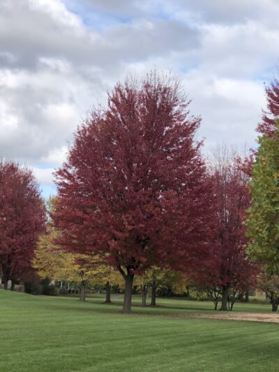 Sycamore Trails Park - Mt Prospect, IL