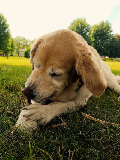 Sycamore Trails Park - Mt Prospect, IL