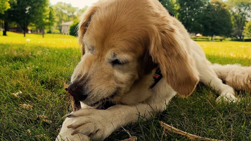 Sycamore Trails Park - Mt Prospect, IL