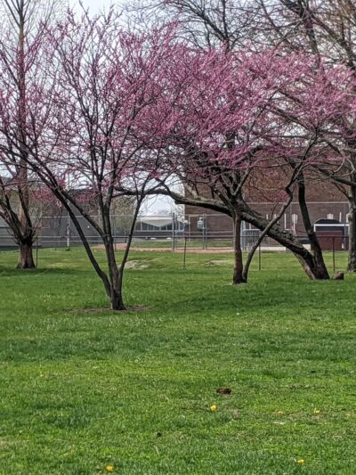 Tamarack Park - Mt Prospect, IL