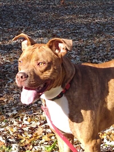 Posey Humane Society - Mt Vernon, IN