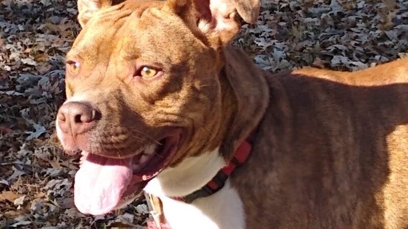Posey Humane Society - Mt Vernon, IN