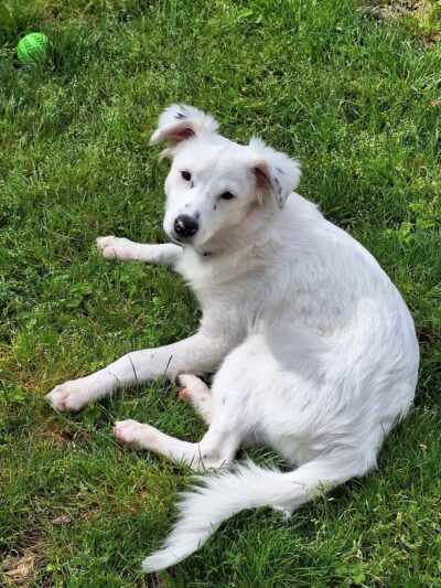 Posey Humane Society - Mt Vernon, IN