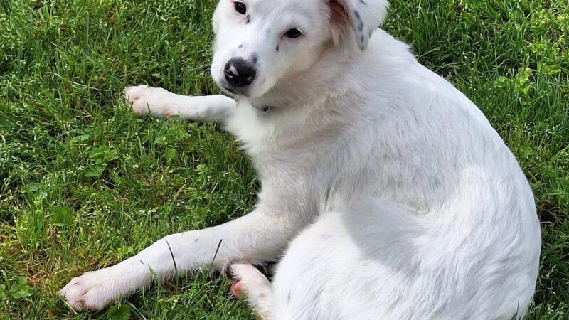 Posey Humane Society - Mt Vernon, IN