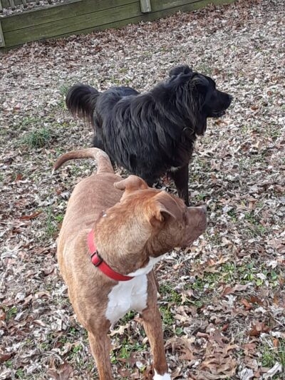 Posey Humane Society - Mt Vernon, IN