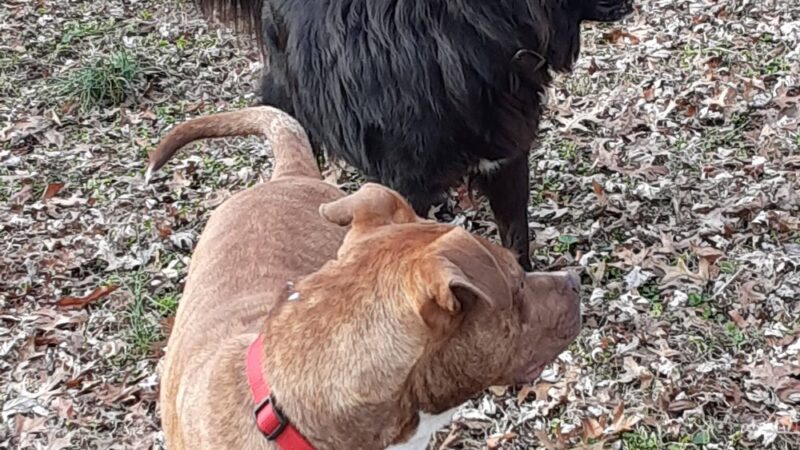Posey Humane Society - Mt Vernon, IN