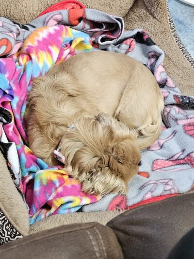 Posey Humane Society - Mt Vernon, IN