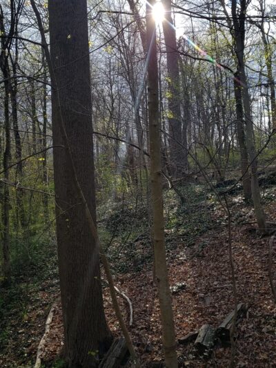 Hunt's Woods Park - Mt Vernon, NY