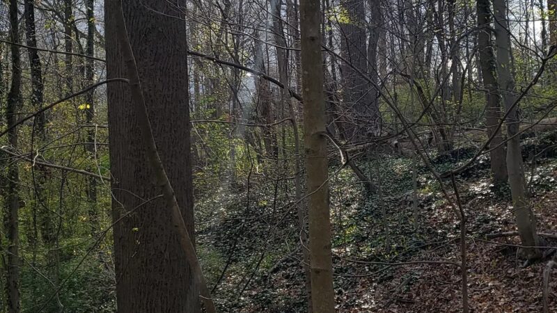 Hunt's Woods Park - Mt Vernon, NY
