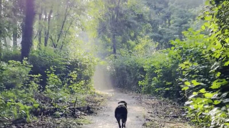 Hunt's Woods Park - Mt Vernon, NY