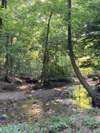 Hunt's Woods Park - Mt Vernon, NY