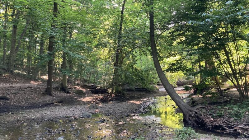 Hunt's Woods Park - Mt Vernon, NY