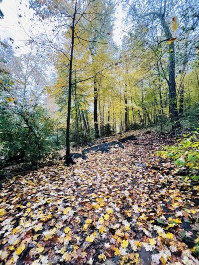 Hunt's Woods Park - Mt Vernon, NY