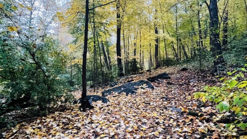 Hunt's Woods Park - Mt Vernon, NY