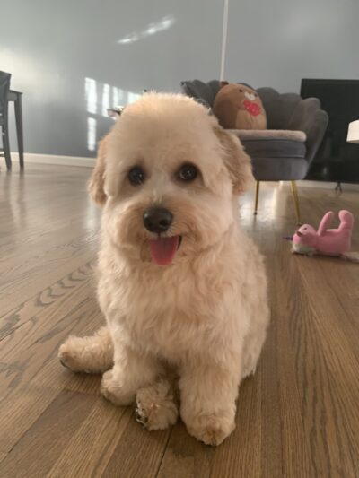 PuppyPlayground - Mt Vernon, NY