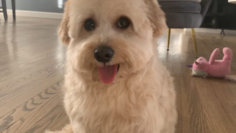 PuppyPlayground - Mt Vernon, NY